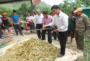 Công nghệ chế biến phụ phẩm nông nghiệp làm thức ăn chăn nuôi cho bò thịt