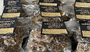 Nấm Vân chi