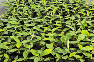 Chuối laba cấy mô